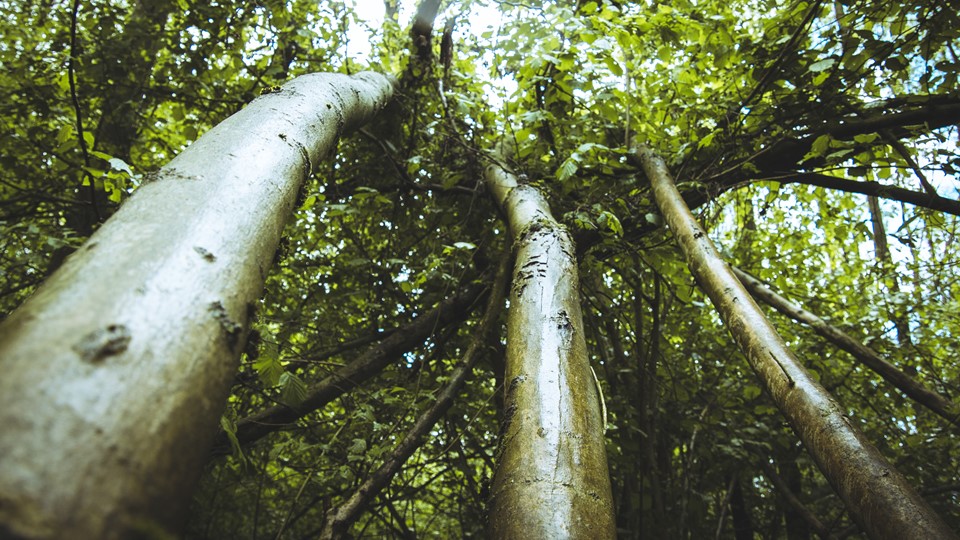 Nieuw bos bij Nieuwstadt moet natuur weer laten floreren