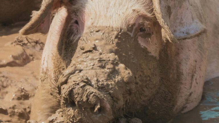 Raad van State fluit Echt-Susteren terug over plan Livar Experience Center