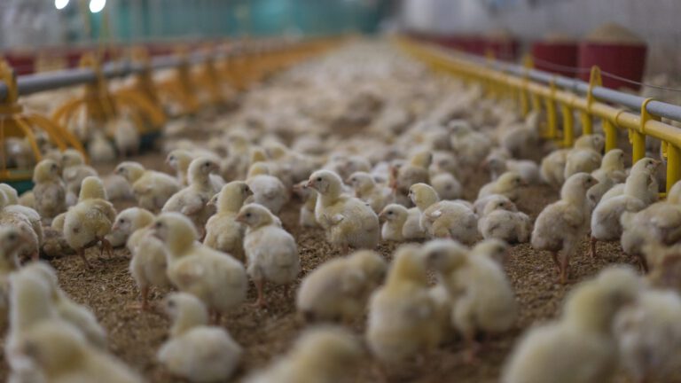 Leudal wil geen nieuwe kippenstal in Baexem