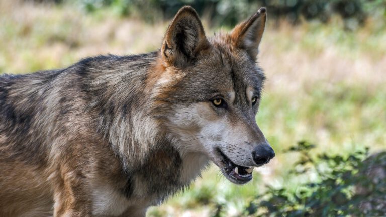 Leudal waarschuwt voor wolf in buitengebied
