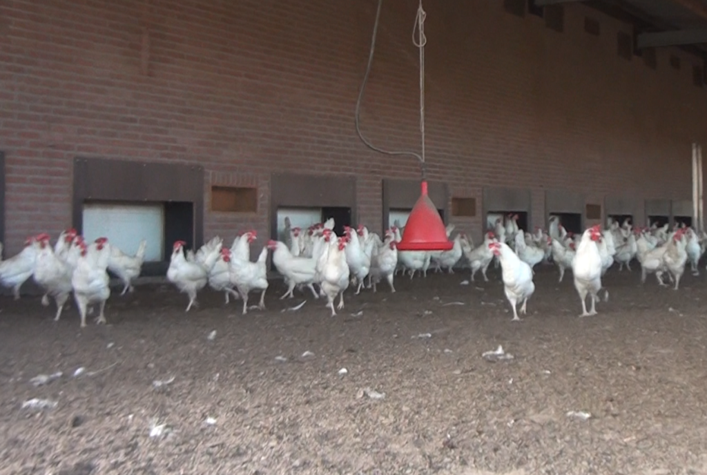 Vogelgriep net over de grens, maatregelen in Leudal en Weert