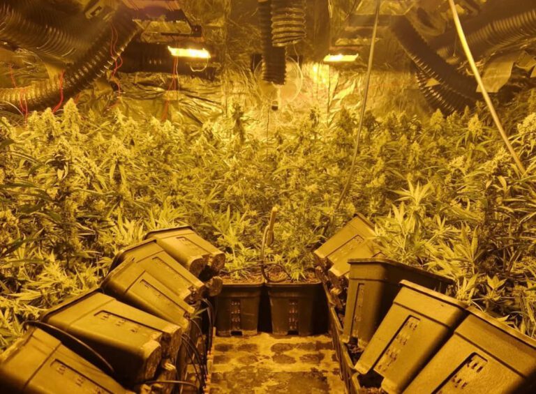 Burgemeester sluit woning in Thorn na vondst hennepkwekerij