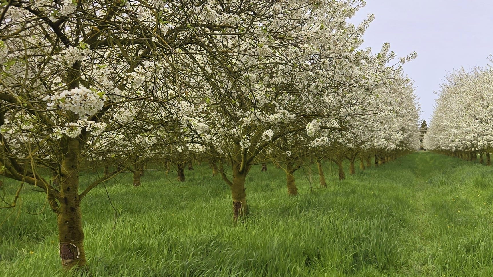 Week start wisselvallig, daarna rustiger en zachter lenteweer