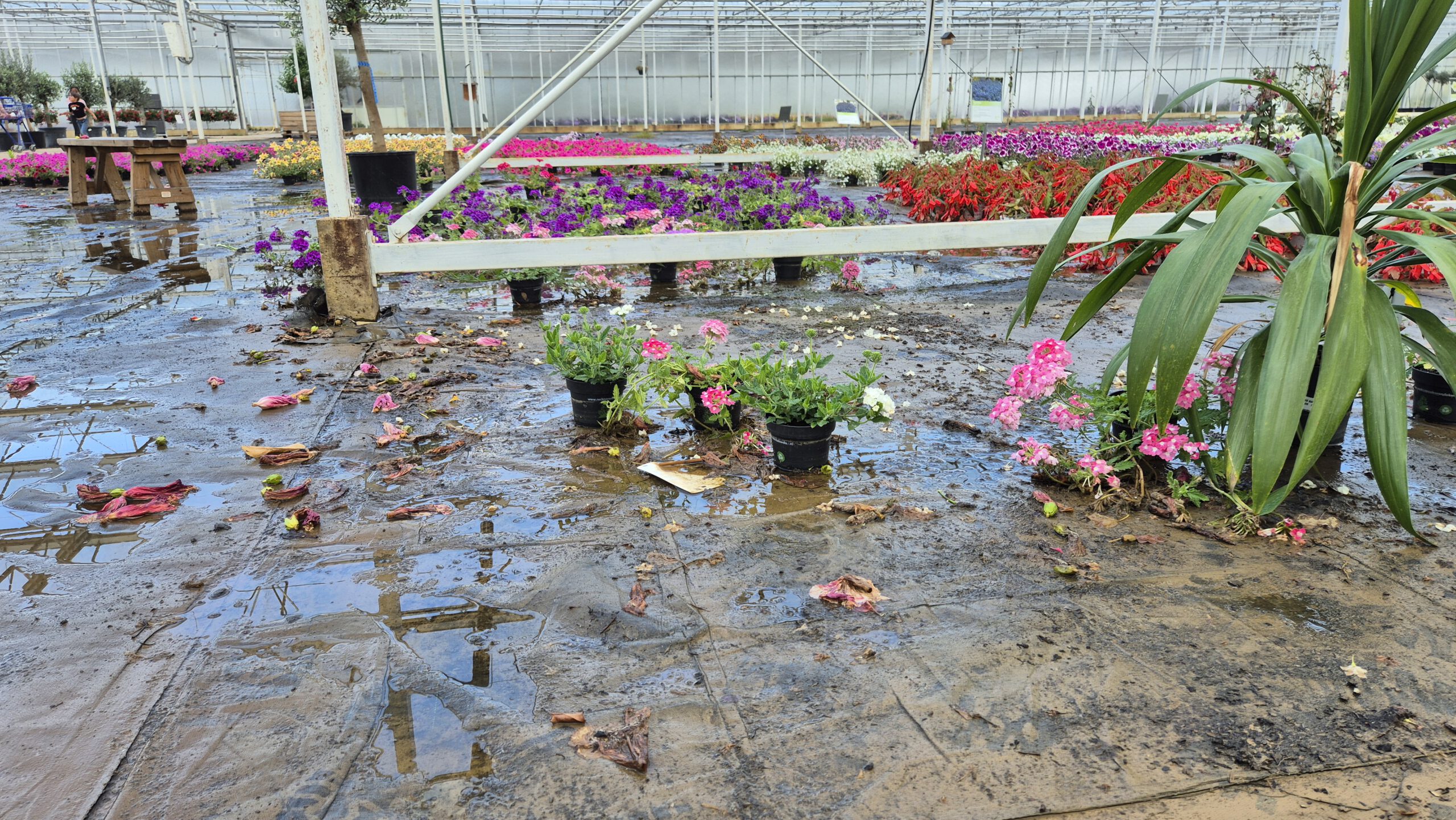 Uitverkoop na hagelschade: ‘Alles beter dan weggooien’