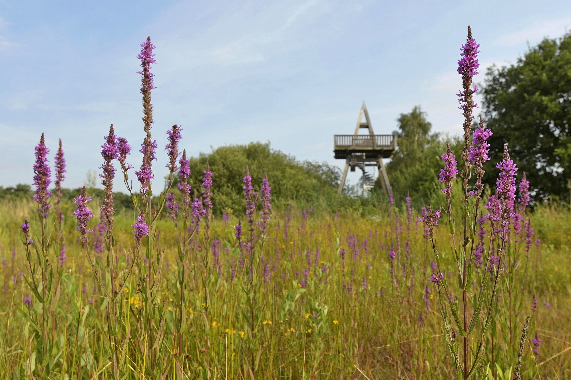 Natuurgebied Reigersbroek wordt zover als mogelijk hersteld