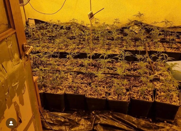 Woning Sint Odiliënberg gesloten na vondst 203 hennepplanten