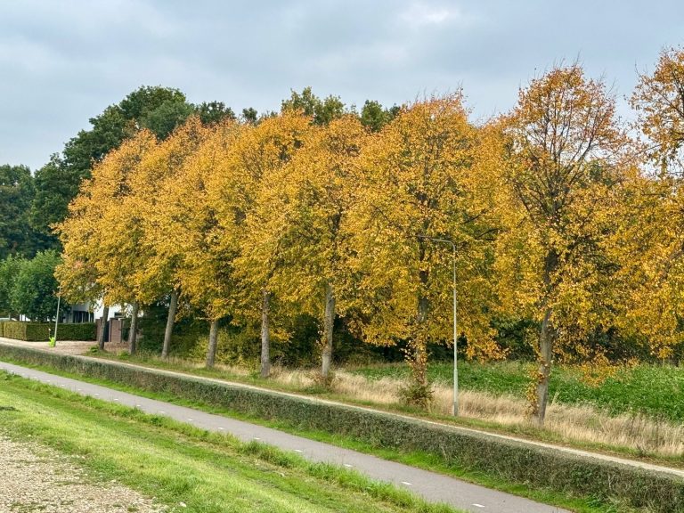 Koude week met afwisseling van droge periodes en enkele buien