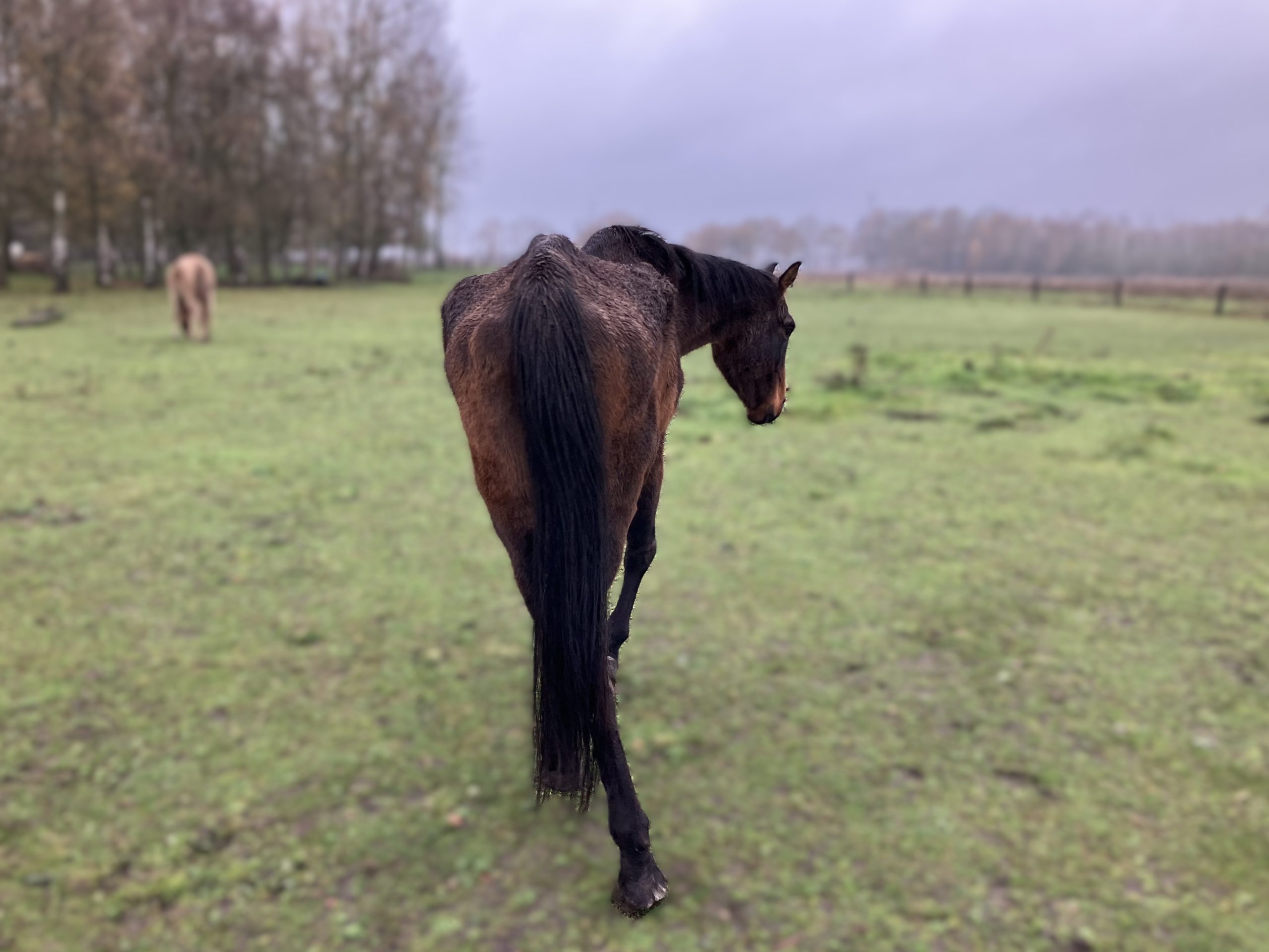 Zes uitgemergelde paarden in bewaring genomen op weiland in Leudal