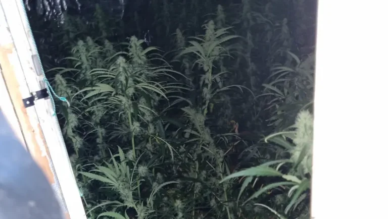 Woning Posterholt op slot na vondst grote hennepkwekerij