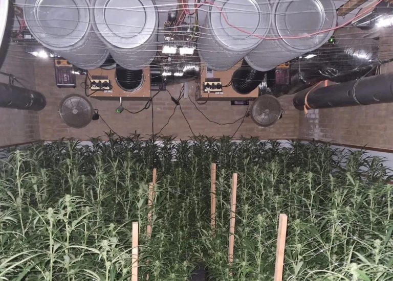 Politie vindt hennepkwekerij met 371 planten in Thorn