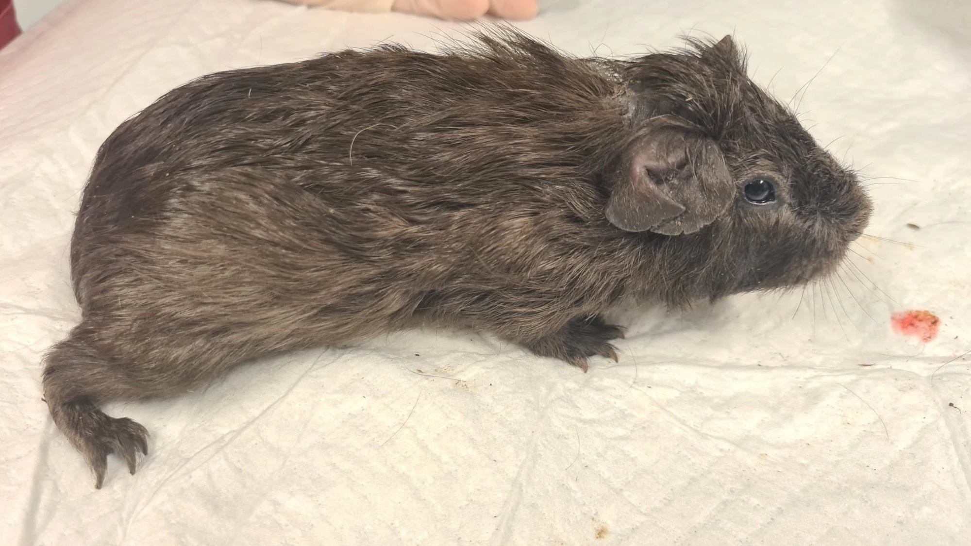 27 cavia’s gedumpt in buitengebied van Echt-Susteren: zestien dieren overleden