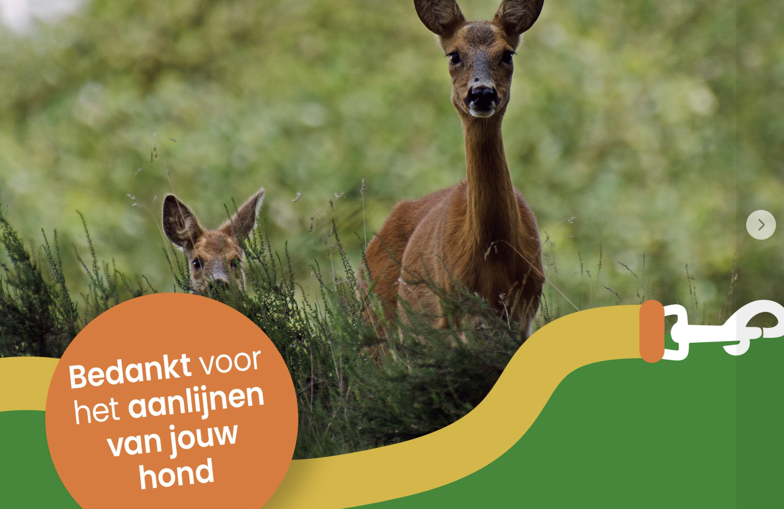 Lik op stuk-beleid boswachters Meinweg: loslopende hond is direct bekeuring