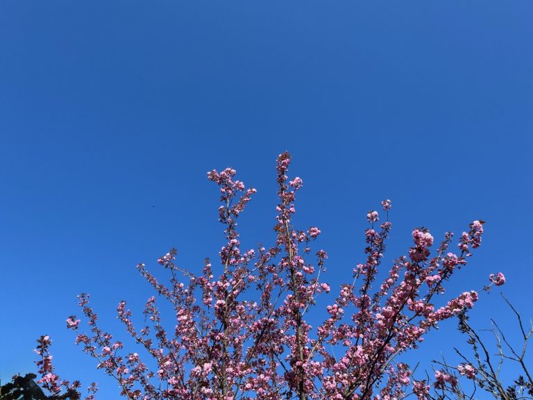 Rustig en droger lenteweer op komst in Midden-Limburg