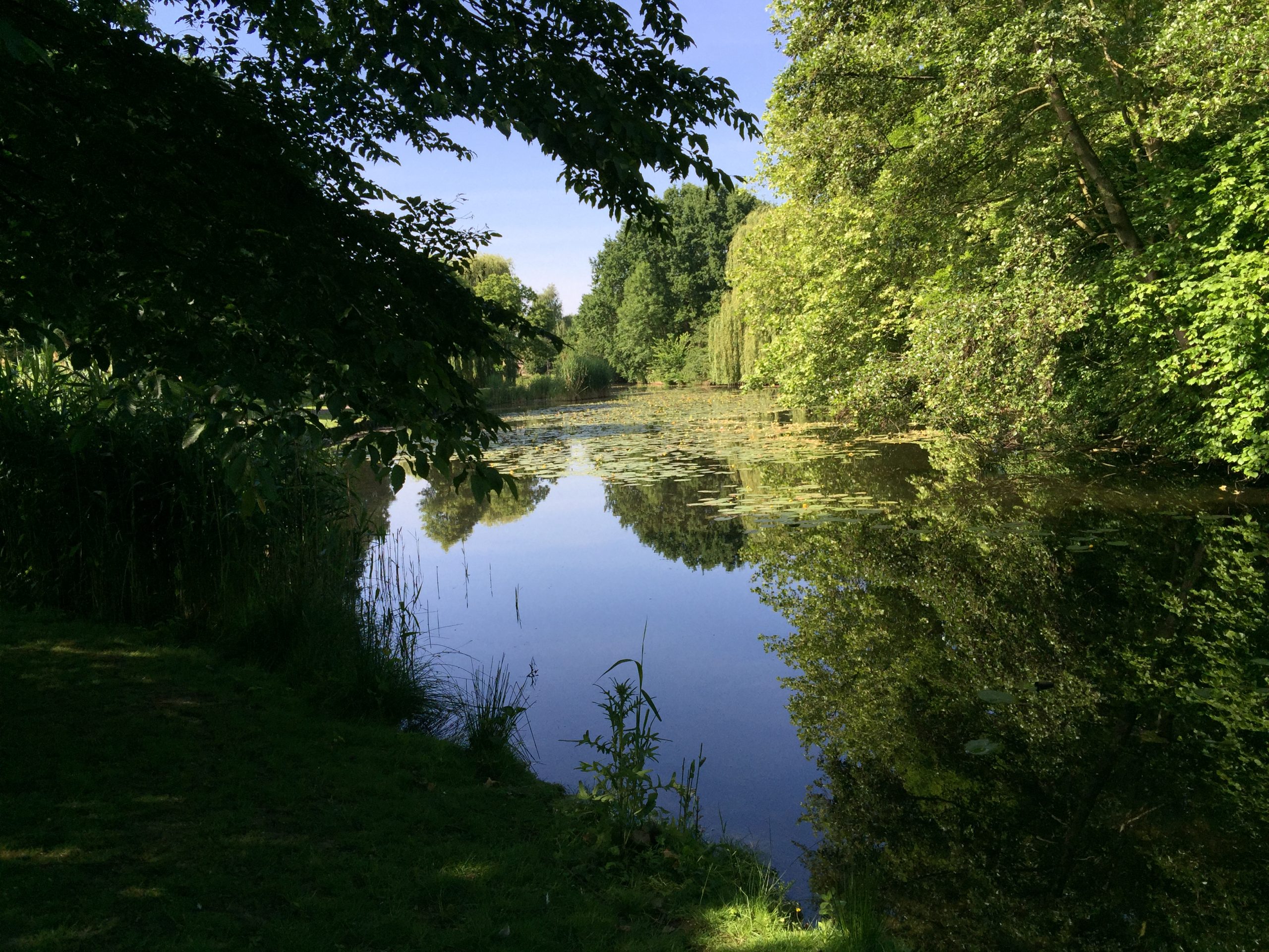 Roep om toezicht op loslopende honden bij Maasnielderbeek