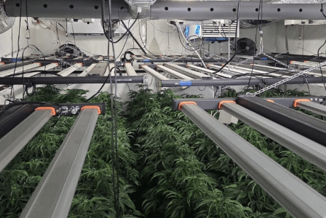 Hennepkwekerij met ruim 300 planten ontdekt in Koningsbosch