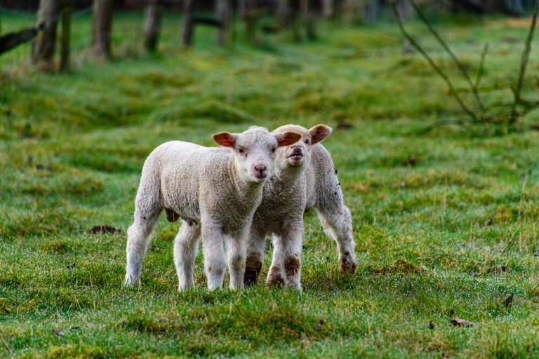 Weekendagenda: van lammetjes tot sjommelmarkt