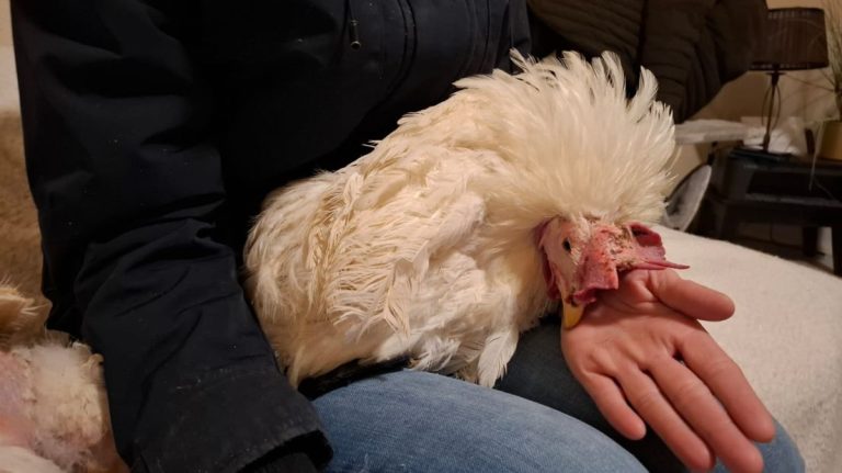 Aangifte na ‘geintje’: opvang Stramproy vindt dumpen kippen dierenmishandeling