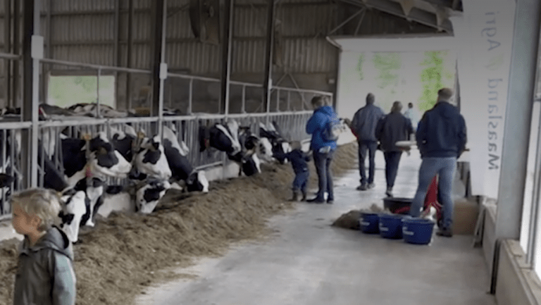 ▶️ Kinderen halen hun hart op tijdens open boerderijdag in Haler
