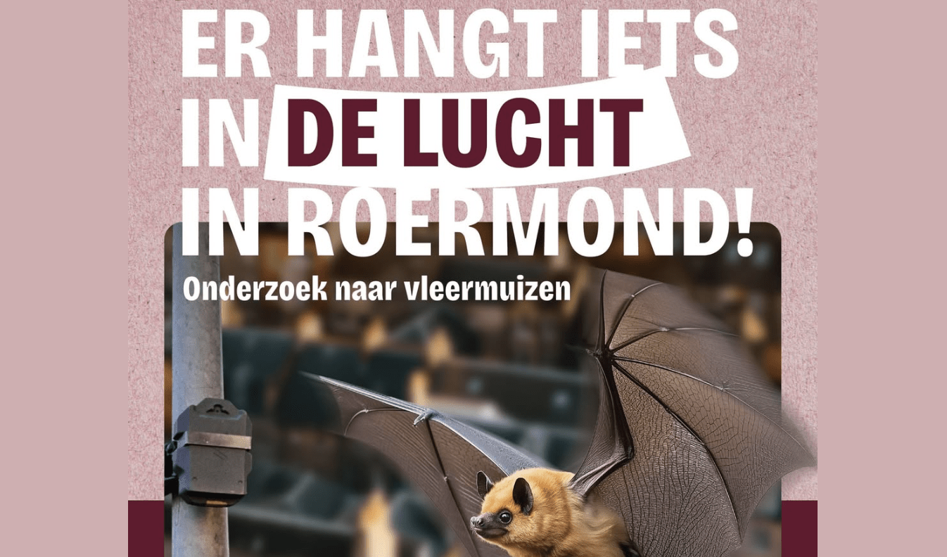 Roermond houdt groot vervolgonderzoek naar vleermuizen