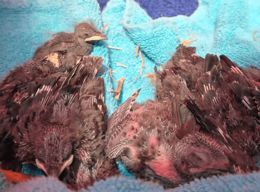 Dierenambulance Midden-Limburg heeft het druk door hitte