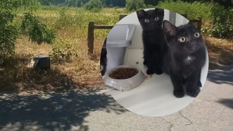 Vier kittens gedumpt in doos langs Montfortse weg op recordhete dag