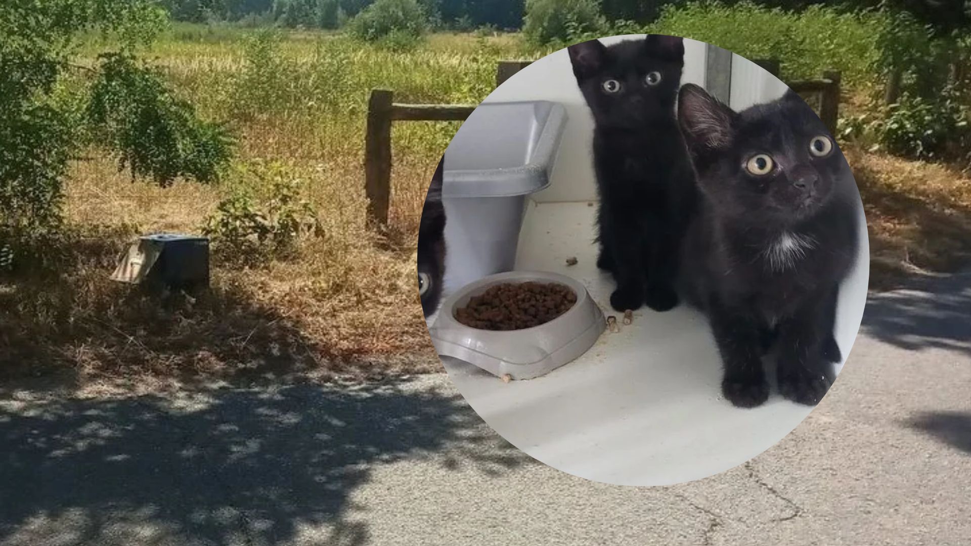 Vier kittens gedumpt in doos langs Montfortse weg op recordhete dag
