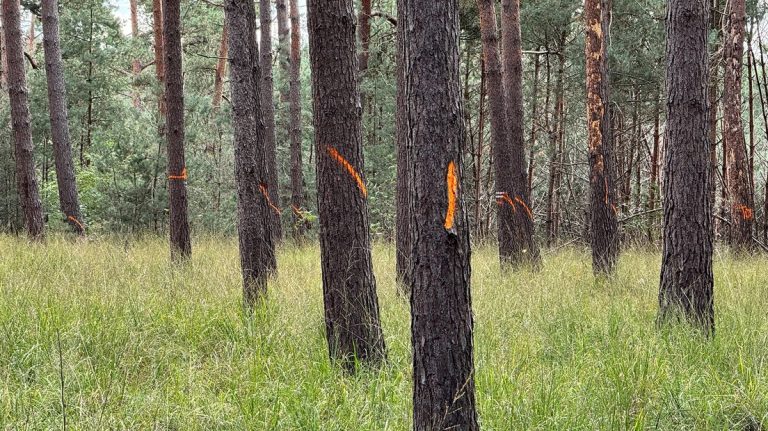 Waarom zestig hectare dennenbos in De Meinweg wordt gekapt